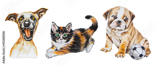 Photography Watercolor  illustration  cute, fluffy kitten and dogs  on white background