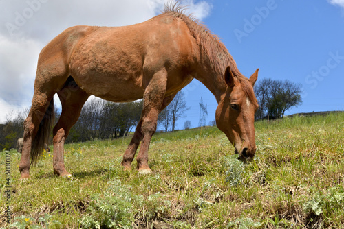 brown horse grazing in a pasture in alpine mountain