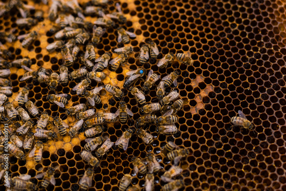 An elderly beekeeper examines the frames with bees near the hives An elderly beekeeper examines the frames with bees near the hives