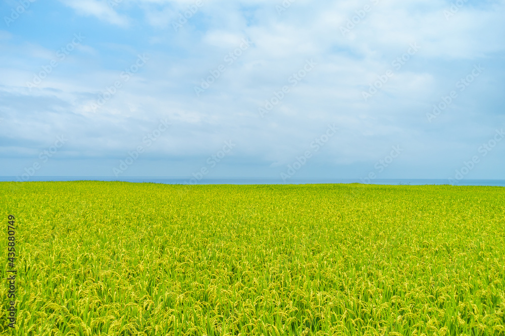 Golden rice ears under cloudy sky in Xin she, Fengbin Township, Hualien county, Taiwan Golden rice ears under cloudy sky in Xin she, Fengbin Township, Hualien county, Taiwan