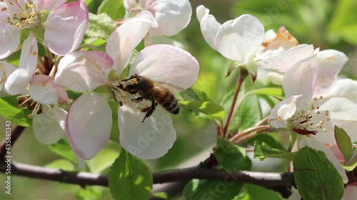 Honey bee collecting nectar on a white apple flower on branch on a sunny springtime day photo