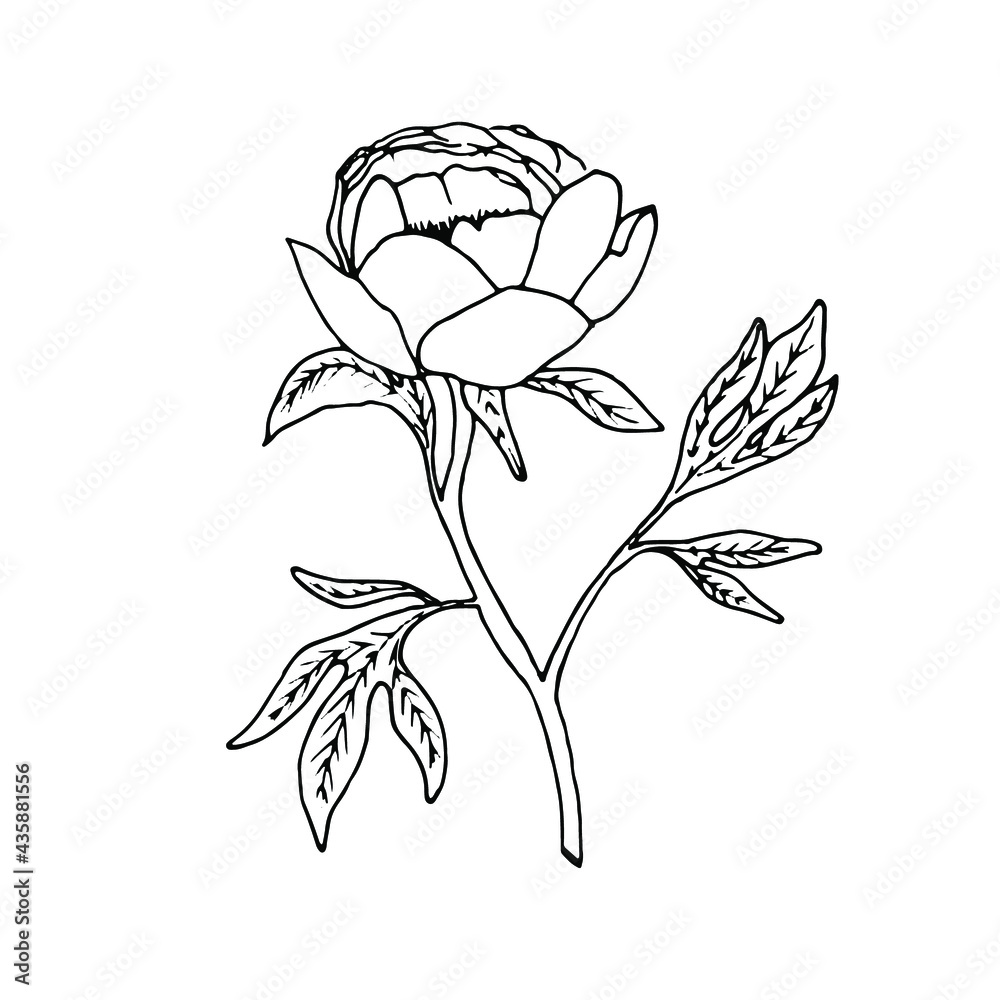 Obraz premium Outline flower. Line art blossom. Spring plant. Summer herb. Digital