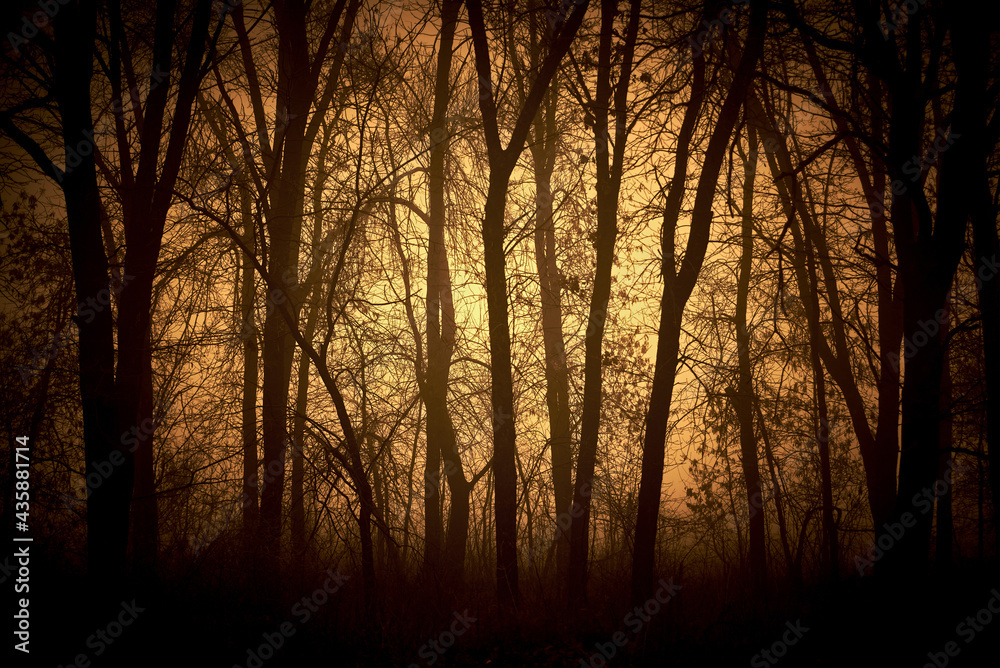 Sun Rays penetrating Foggy Spooky Forest