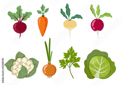 Set of colorful home grown vegetables, isolated 