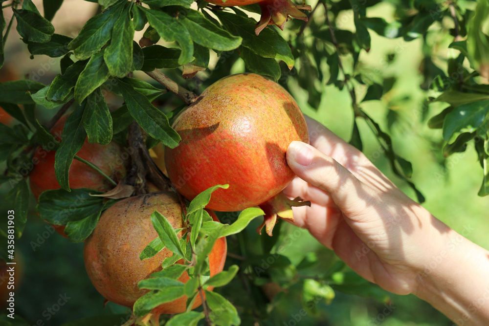 Ripe pomegranate on a branch and female hand close up. Woman plucks fruit from the tree in a garden Ripe pomegranate on a branch and female hand close up. Woman plucks fruit from the tree in a garden