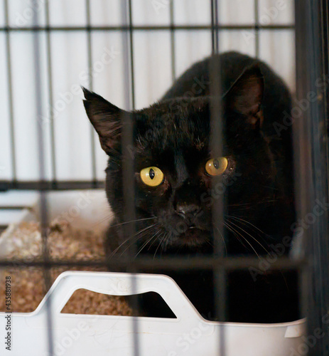 Konstfotografi A closeup shot of a beautiful black cat with yellow eyes in a cage