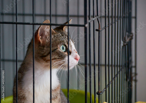 A closeup shot of a beautiful cat with wide eyes in a cage
