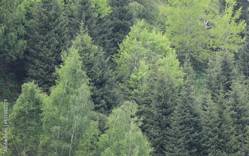 summer background of different green mountain trees
