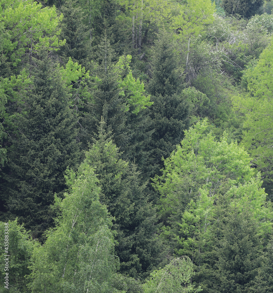 summer background of different green mountain trees summer background of different green mountain trees