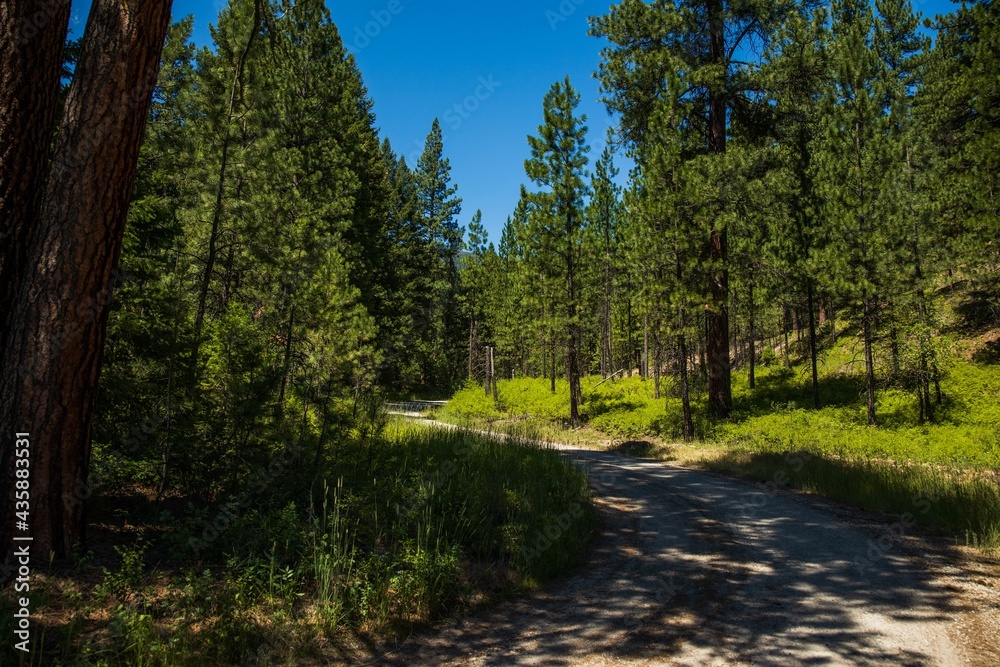 Fototapeta premium road in the mountain woods