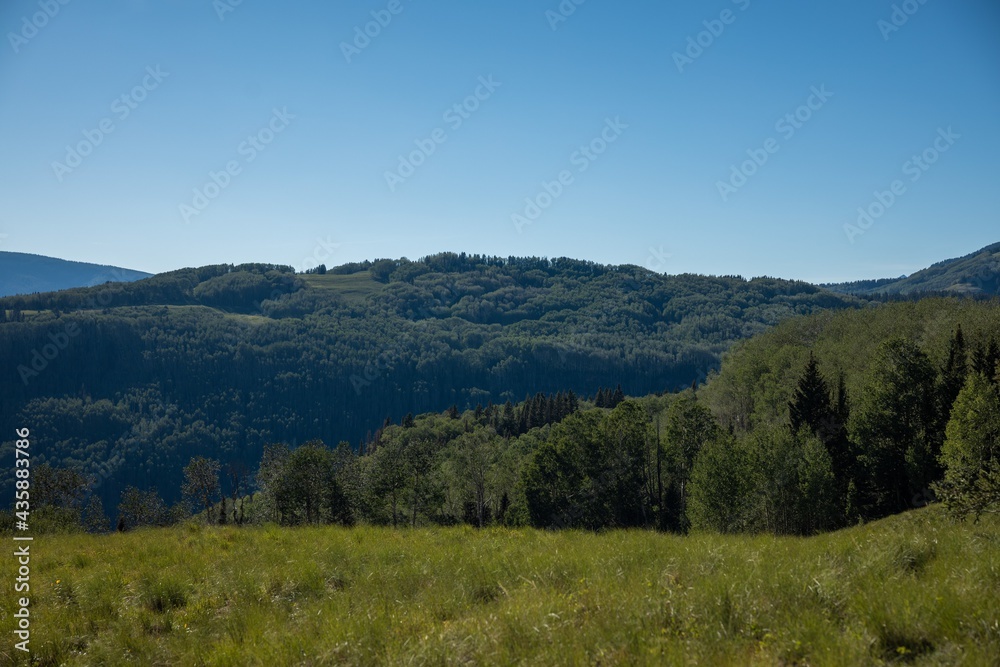 Fototapeta premium forest in the mountains