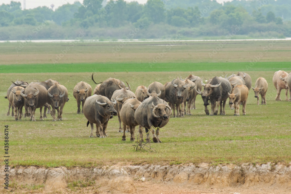 Buffaloes eating grass on grass field riverside. Buffaloes eating grass on grass field riverside.