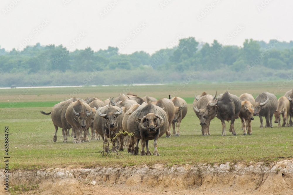 Buffaloes eating grass on grass field riverside. Buffaloes eating grass on grass field riverside.