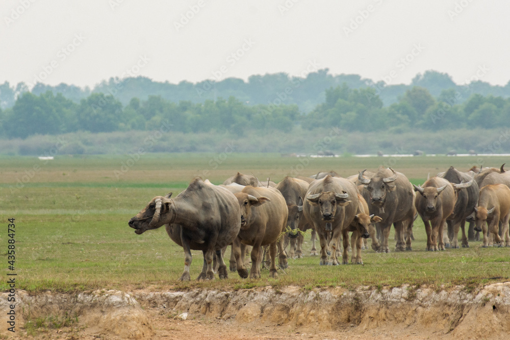 Buffaloes eating grass on grass field riverside. Buffaloes eating grass on grass field riverside.