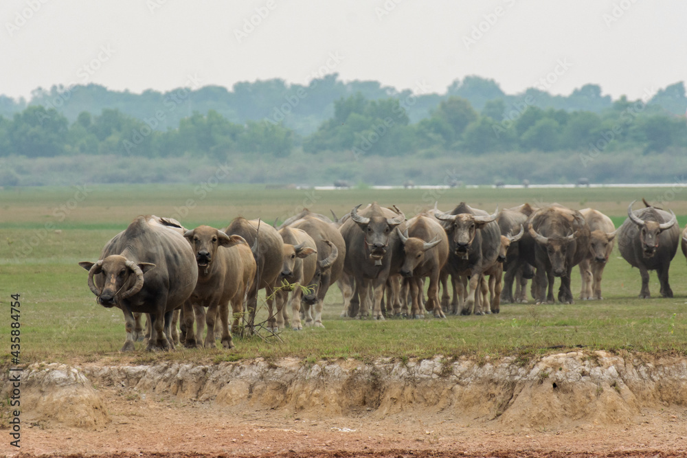 Buffaloes eating grass on grass field riverside. Buffaloes eating grass on grass field riverside.