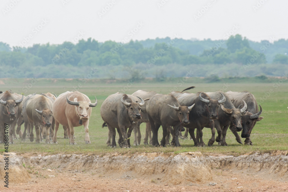 Buffaloes eating grass on grass field riverside. Buffaloes eating grass on grass field riverside.