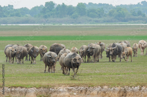 Buffaloes eating grass on grass field riverside.
