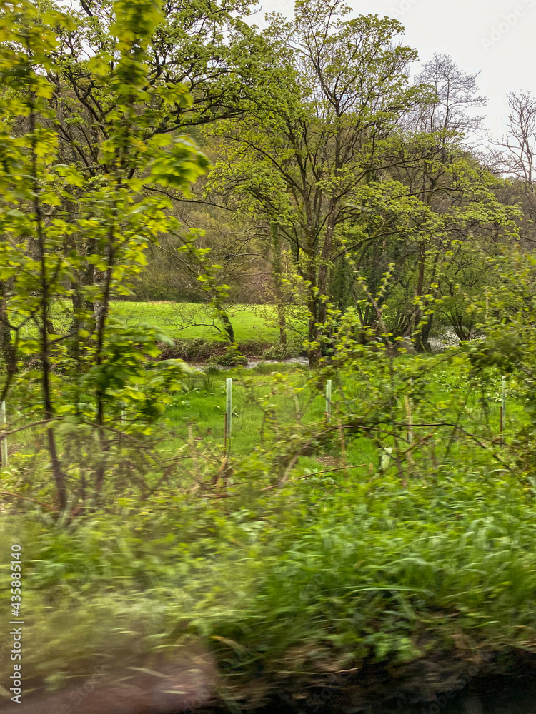 Fototapeta premium forest in the morning