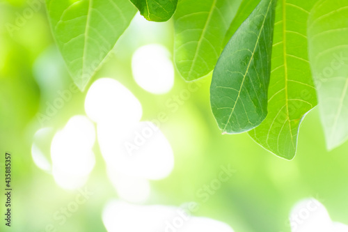 Spring natural green leaf background. Green leaf on blurred background. using as spring and nature background. selects focus..