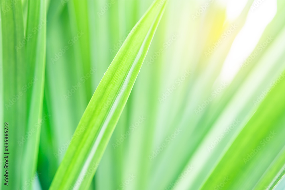 Spring natural green leaf background. blurred greenery background. using as spring and nature background. selects focus