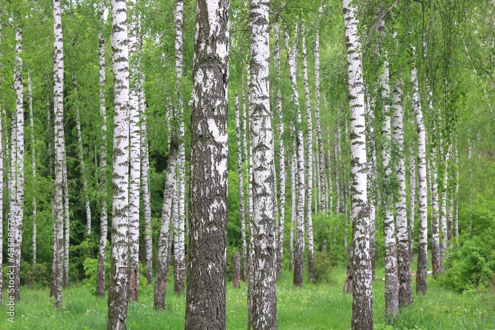 Young birch with black and white birch bark in spring in birch grove against background of other birches Young birch with black and white birch bark in spring in birch grove against background of other birches