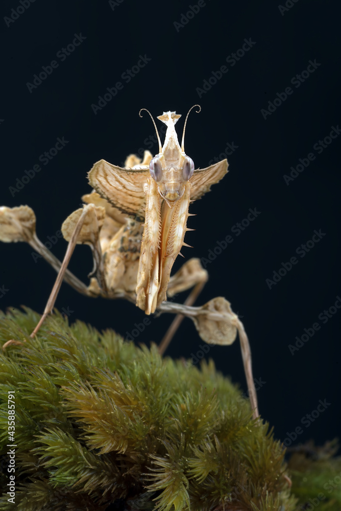 Fototapeta premium The devil mantis in black background