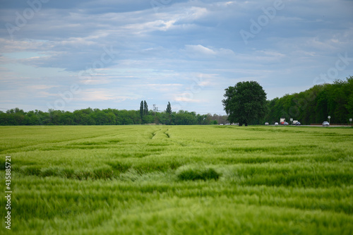 Field of fresh green barley cereals. Beautiful background