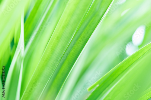 Spring natural green leaf background. blurred greenery background. using as spring and nature background. selects focus
