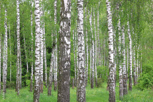 Fototapeta Naklejka Na Ścianę i Meble -  Young birch with black and white birch bark in spring in birch grove against background of other birches