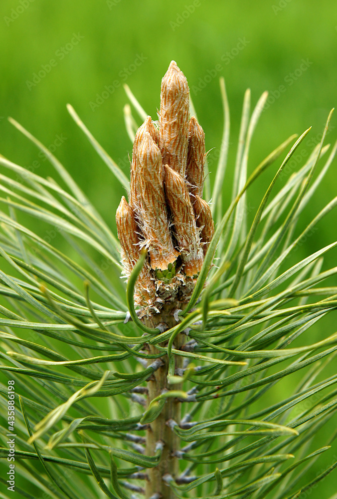 Young pine shoots Young pine shoots