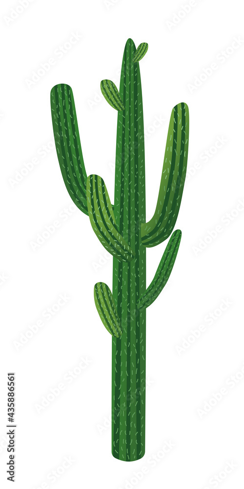 Large desert cactus. Vector illustration of a plant on a white isolated background. Large desert cactus. Vector illustration of a plant on a white isolated background.