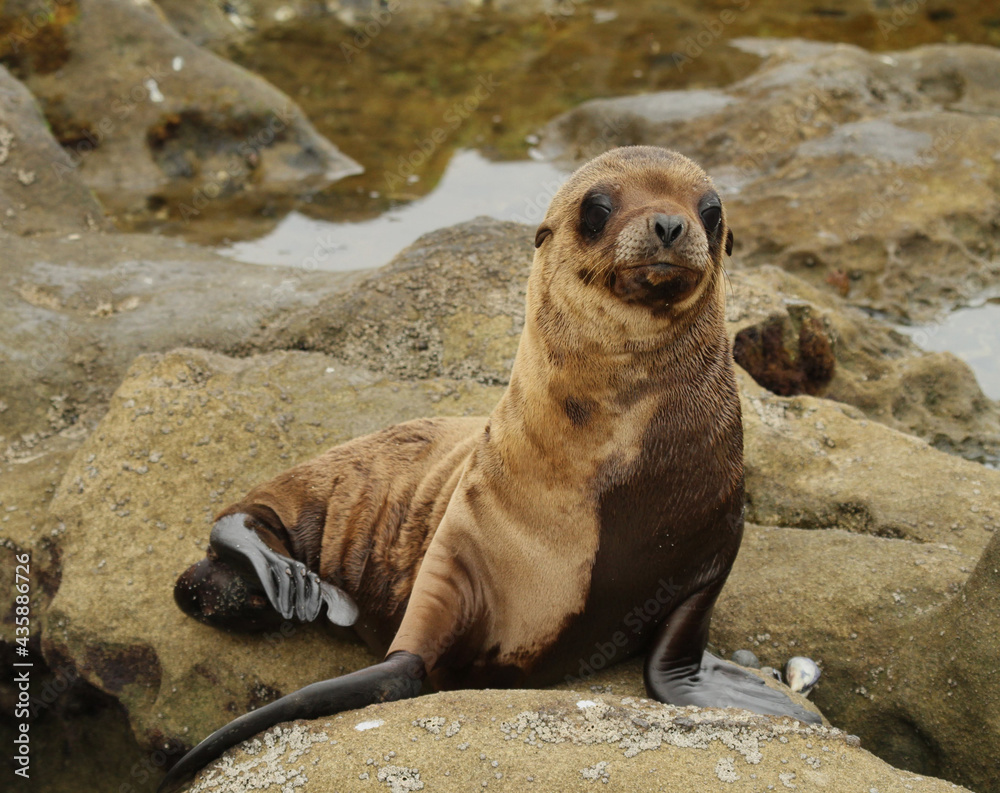 Fototapeta premium sea lion pup