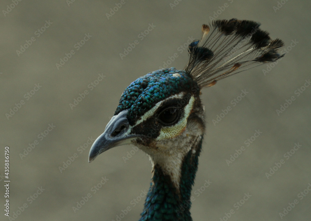 portrait of a peacock