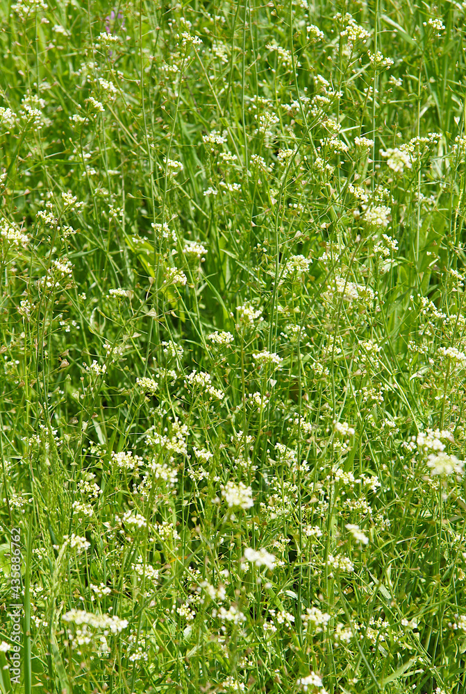 Weed Capsella bursa-pastoris Weed Capsella bursa-pastoris