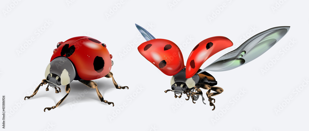 Realictic stand and flying ladybird isolated on white background. Macro image of an insect. Vector illustration