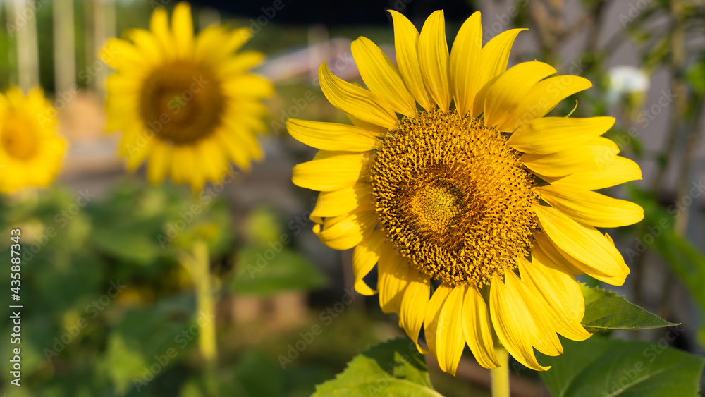 Sunflower natural background. Sunflower blooming. Close-up of sunflower. in Thailand