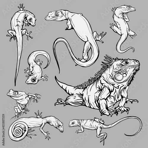 Set with beautiful different reptiles and lizards. Reptiles coloring page, hand drawn illustration. Design for wallpapers, packaging, postcards and posters. Black and white. Wild nature. Isolated