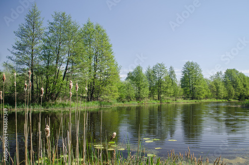 Pond and trees in sunny spring day, Liepaja, Latvia.