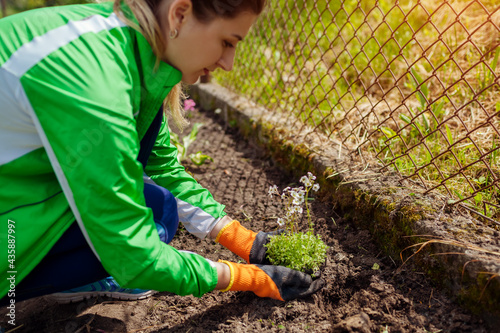 Canvas Print Gardener planting saxifrage flowers in spring garden
