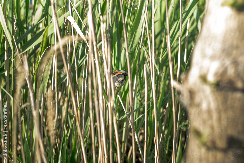 Fototapeta premium sparrow on a branch of reeds