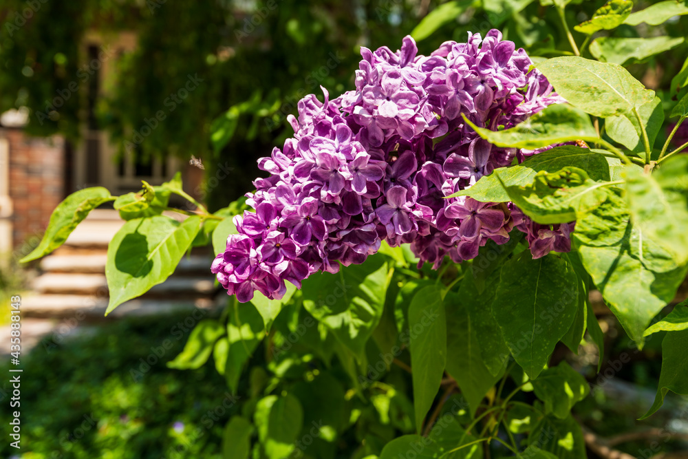Lilacs in full bloom (purple) on a residential street in Toronto's Beaches neighbourhood. A sure and fragrant signal that spring is ending. Lilacs in full bloom (purple) on a residential street in Toronto's Beaches neighbourhood. A sure and fragrant signal that spring is ending.