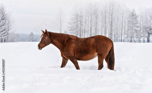 Brown horse wading through snow in winter, blurred trees in background, side view