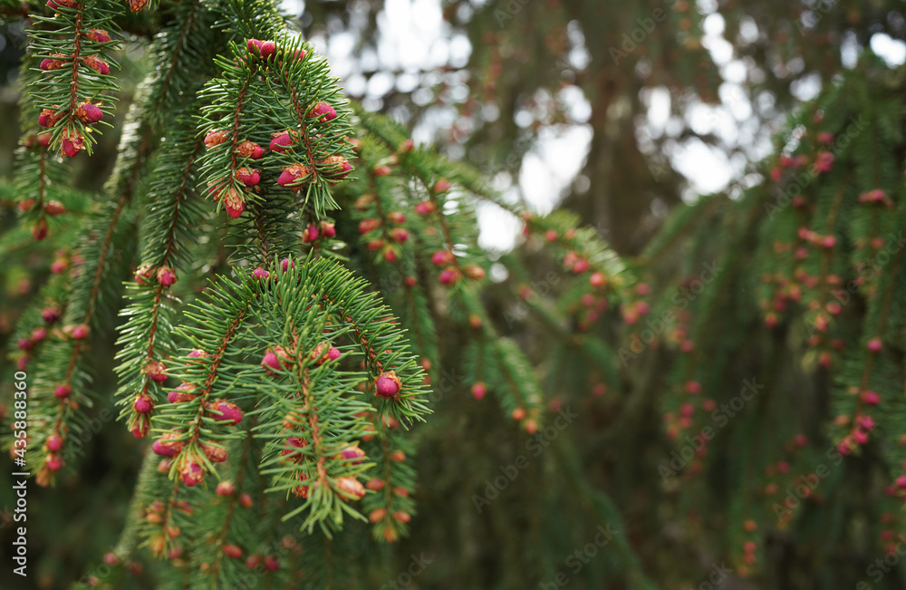 Small purple pink flowers or young cones on spruce coniferous tree branches Small purple pink flowers or young cones on spruce coniferous tree branches