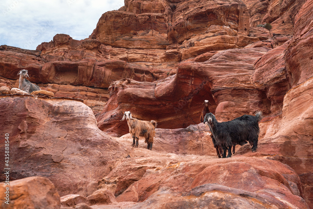Group of goats standing on red rocky formations in Petra, Jordan Group of goats standing on red rocky formations in Petra, Jordan