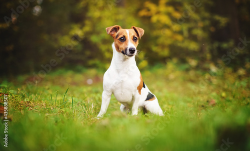 Small Jack Russell terrier sitting on meadow in autumn, yellow and orange blurred trees background