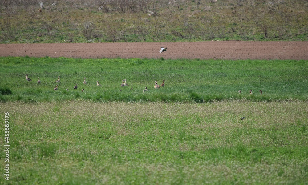 Bird breeding area Bird breeding area