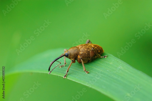 Closeup of a small long nosed weevil  Curculio glandium sitting on a blade of grass
