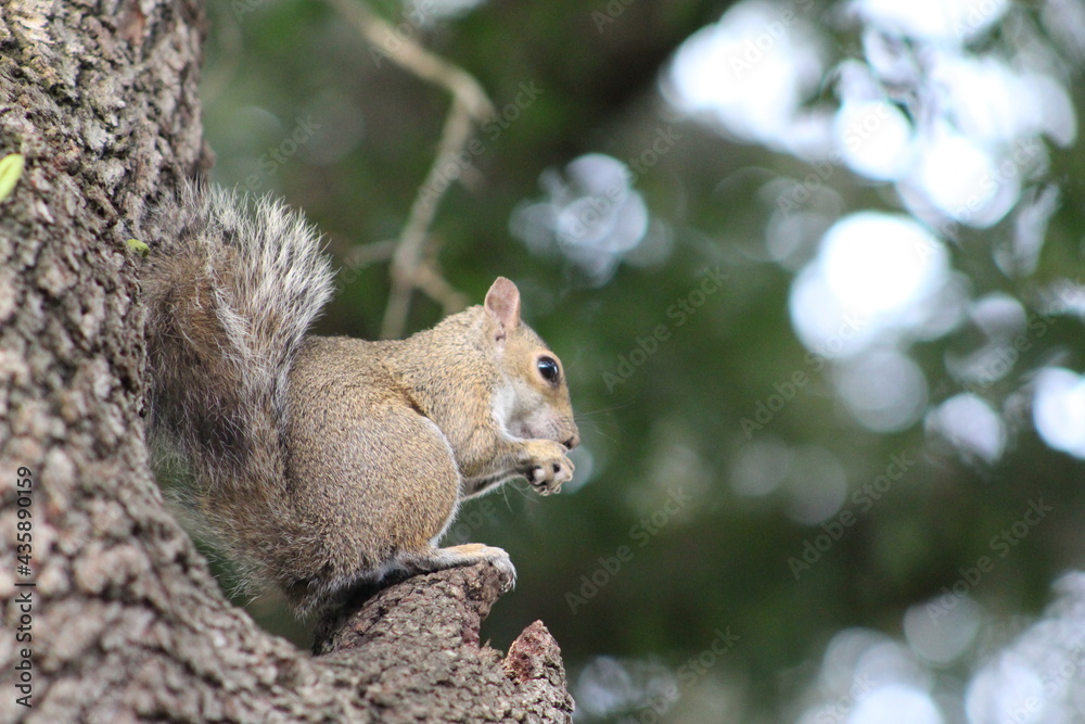 Squirrel eating a nut Squirrel eating a nut