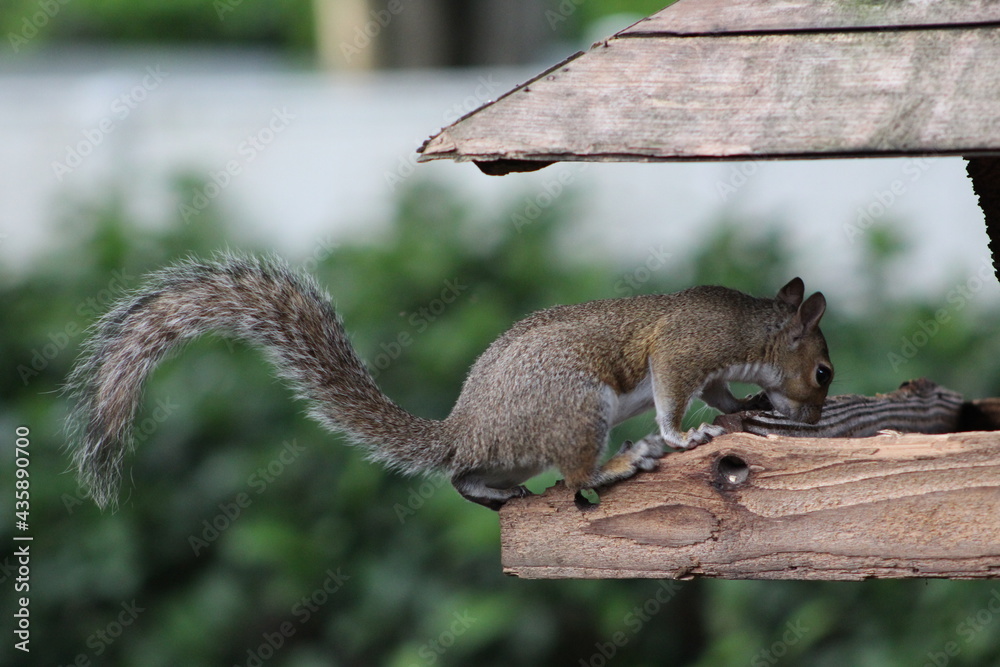 Squirrel in a feeder Squirrel in a feeder