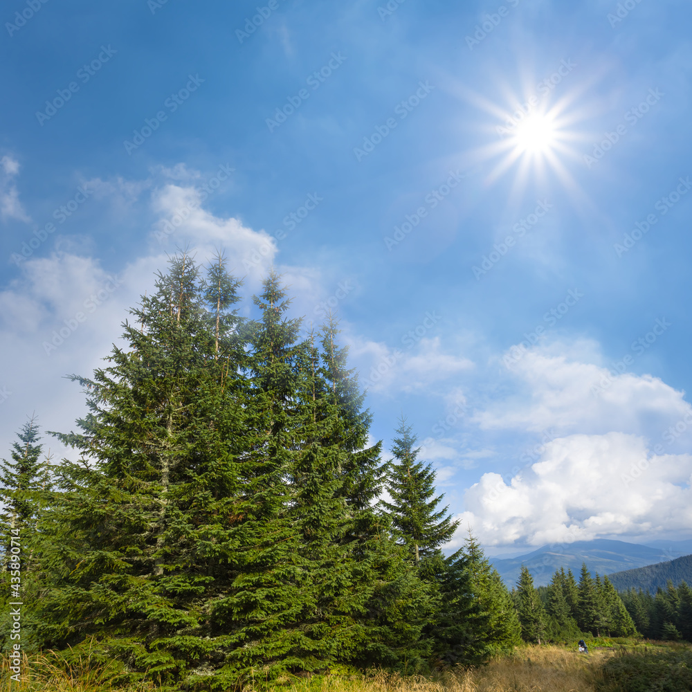 Fototapeta premium closeup alone pine tree under a light of sparkle sun